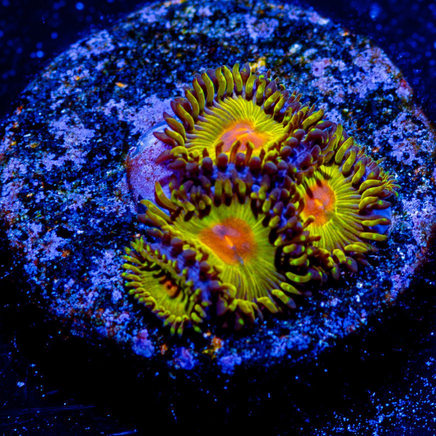 WWC Golden Gods Zoanthid - riptide aquaculture llc