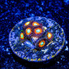 Taki Zoanthid - riptide aquaculture llc