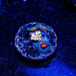 6 Shooter Zoanthid - riptide aquaculture llc