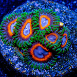 JF Fairy Tales Zoanthid - riptide aquaculture llc