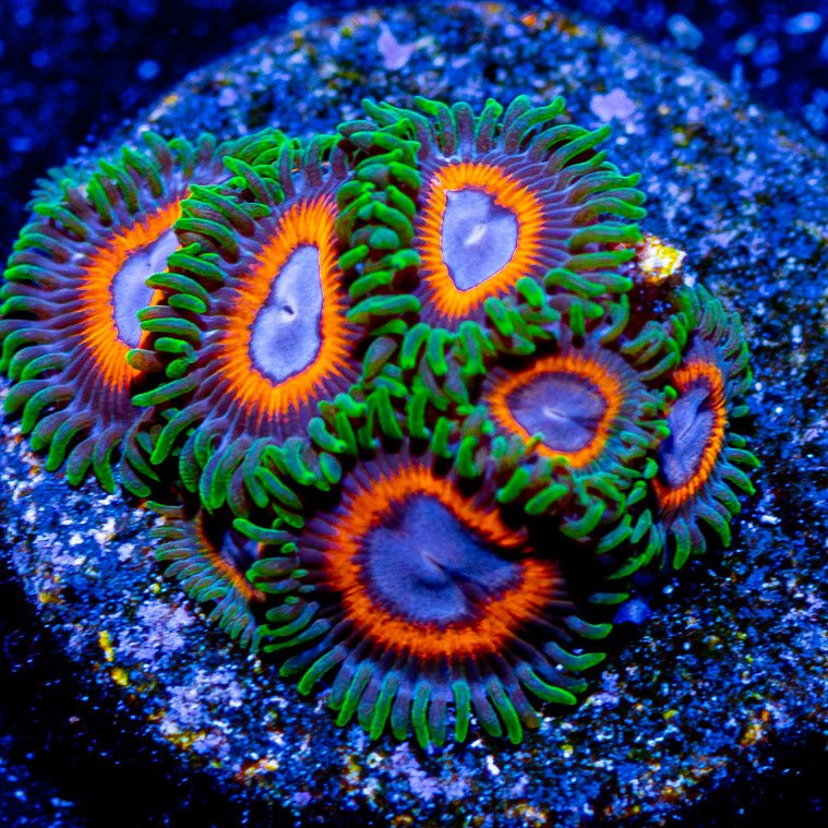 JF Fairy Tales Zoanthid - riptide aquaculture llc