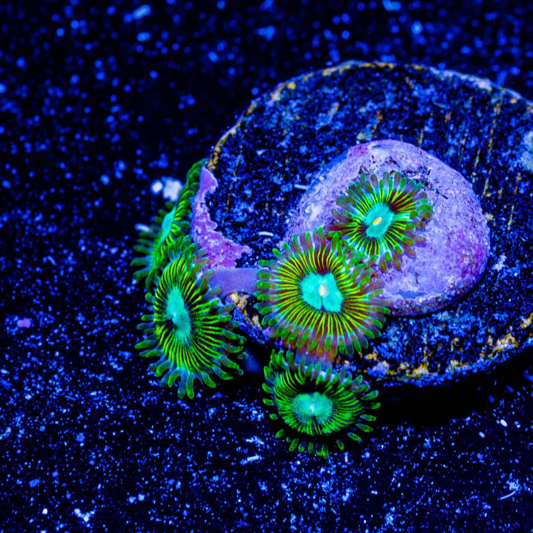 Goofballs Zoanthid - riptide aquaculture llc