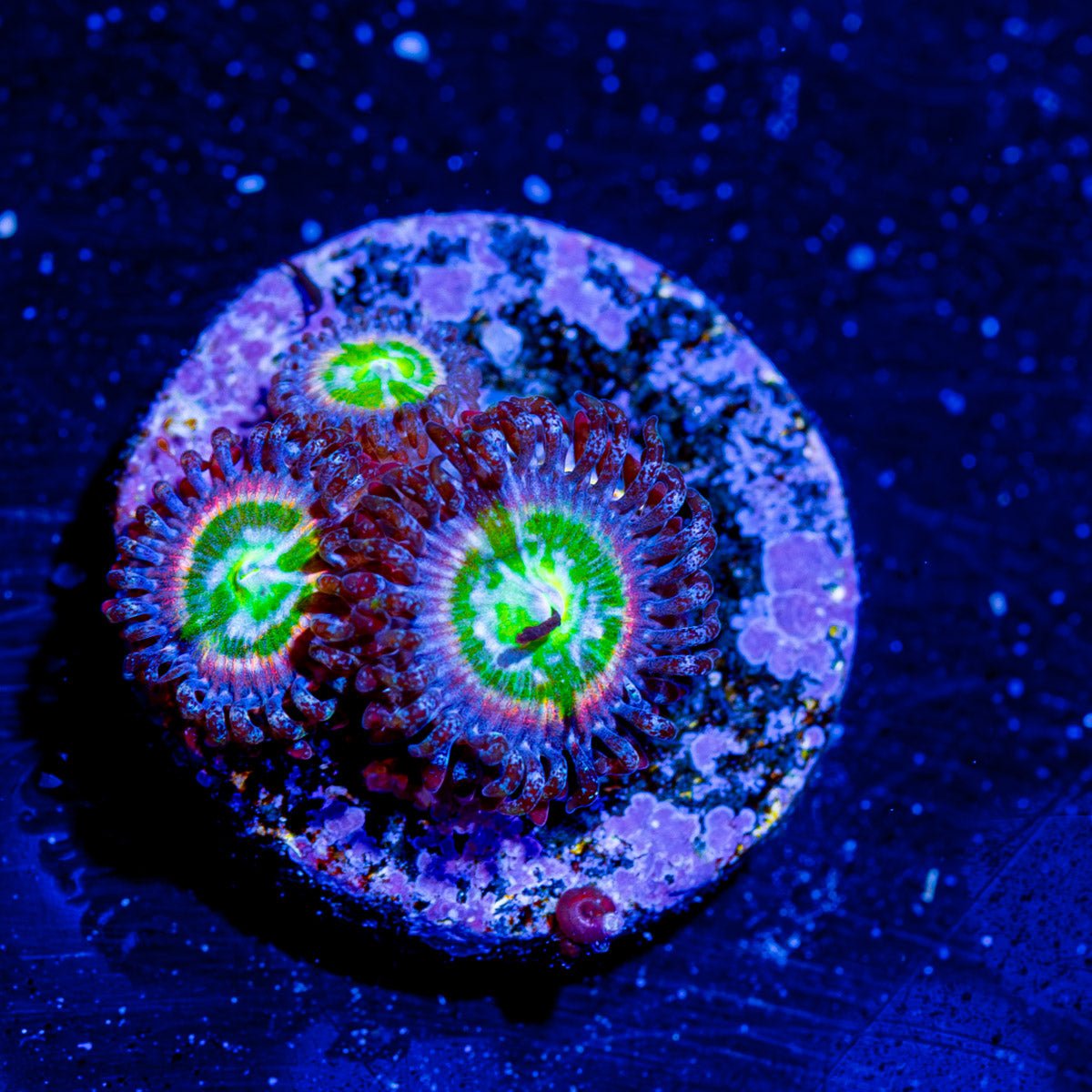 Tinker Bells Zoanthid - riptide aquaculture llc