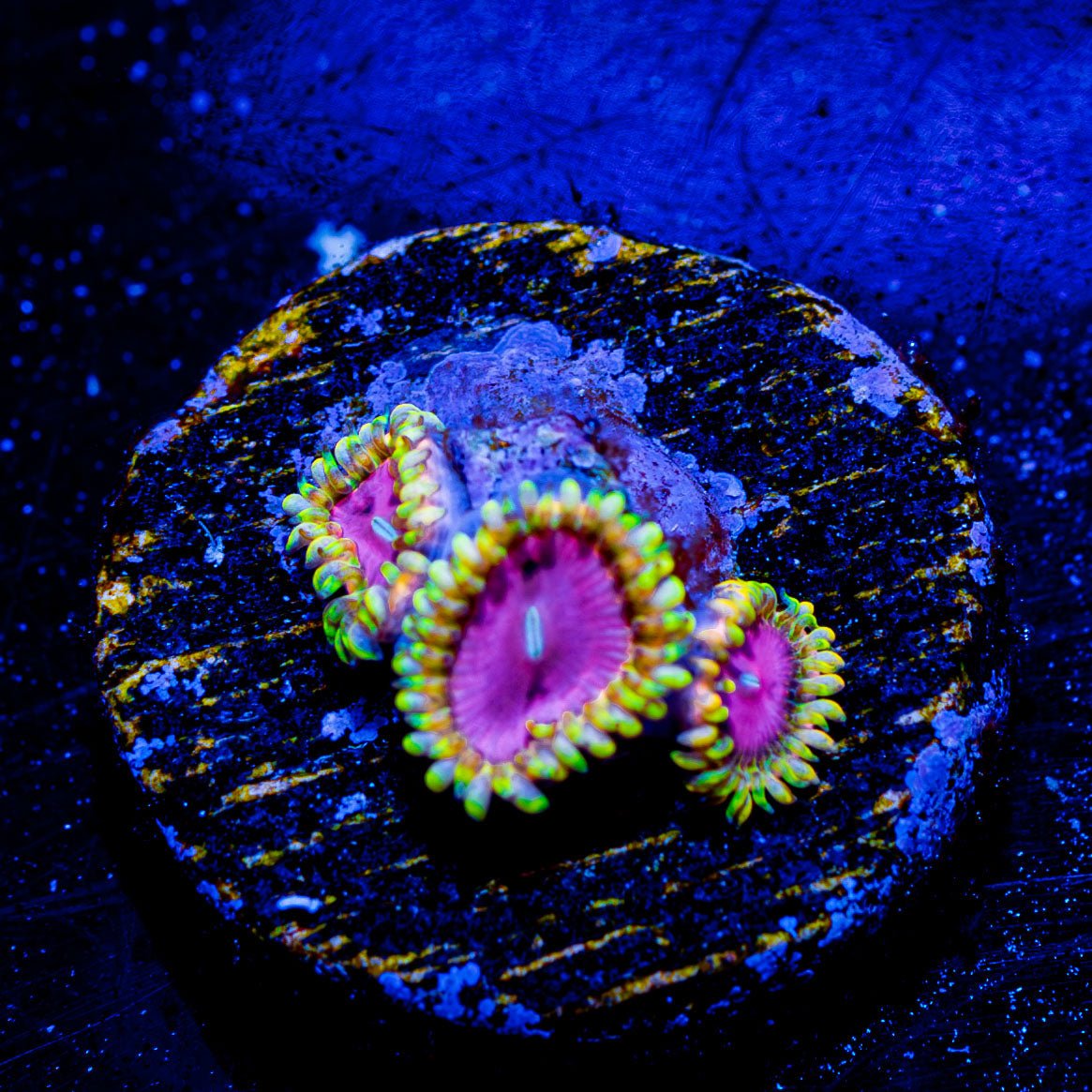 Pink Diamond Zoanthid - riptide aquaculture llc