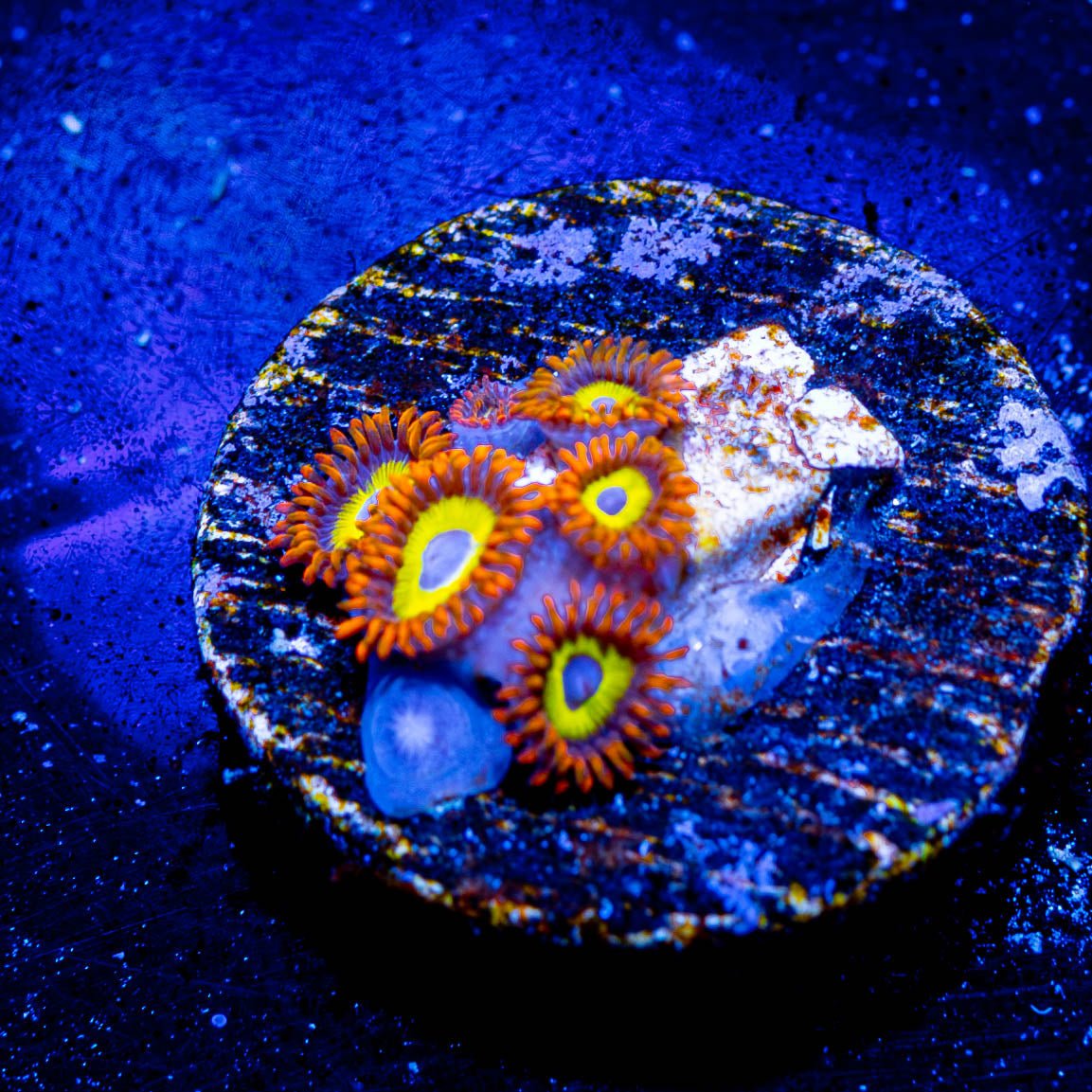 Fruit Loops Zoanthid - riptide aquaculture llc