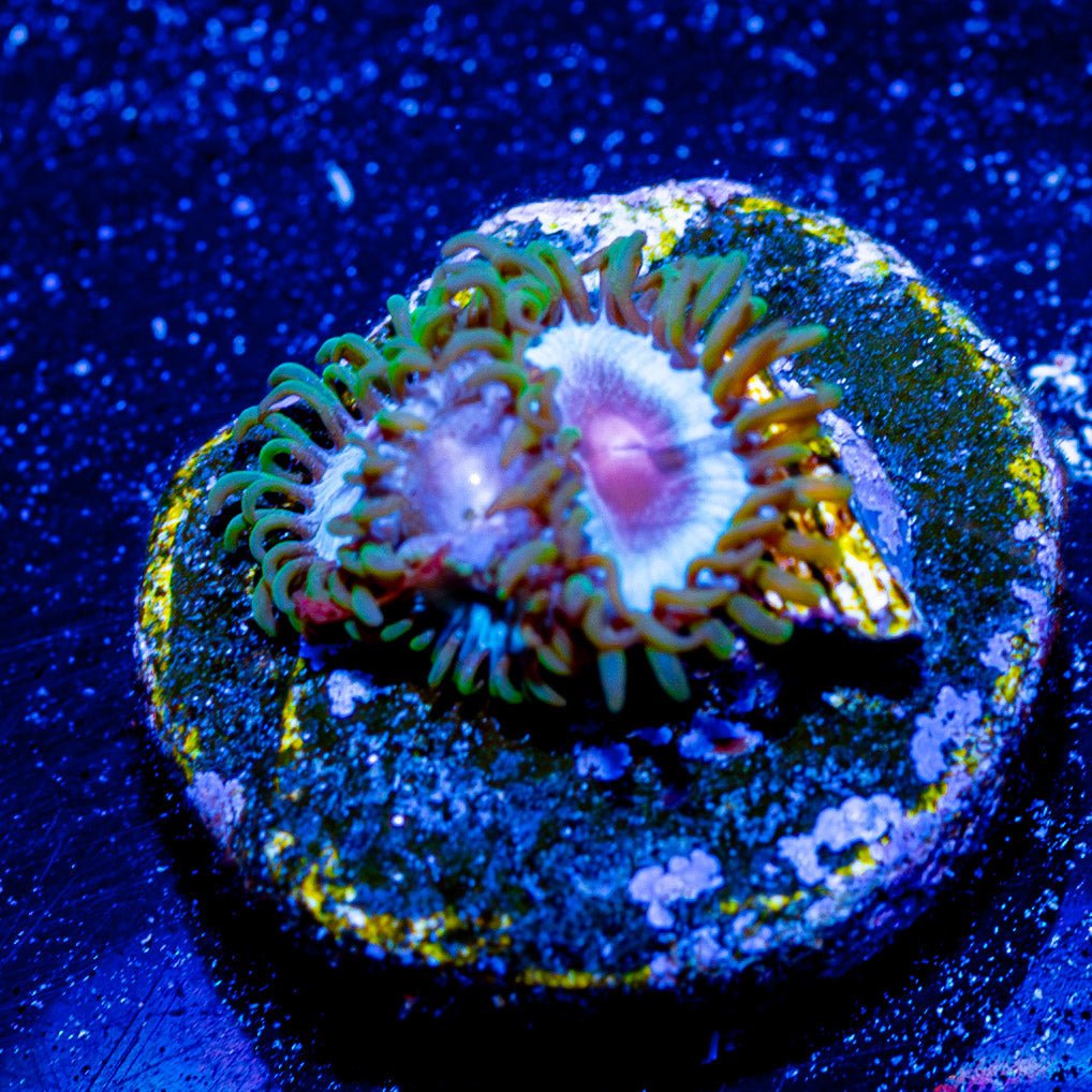 Mi Miami Zoanthid - riptide aquaculture llc