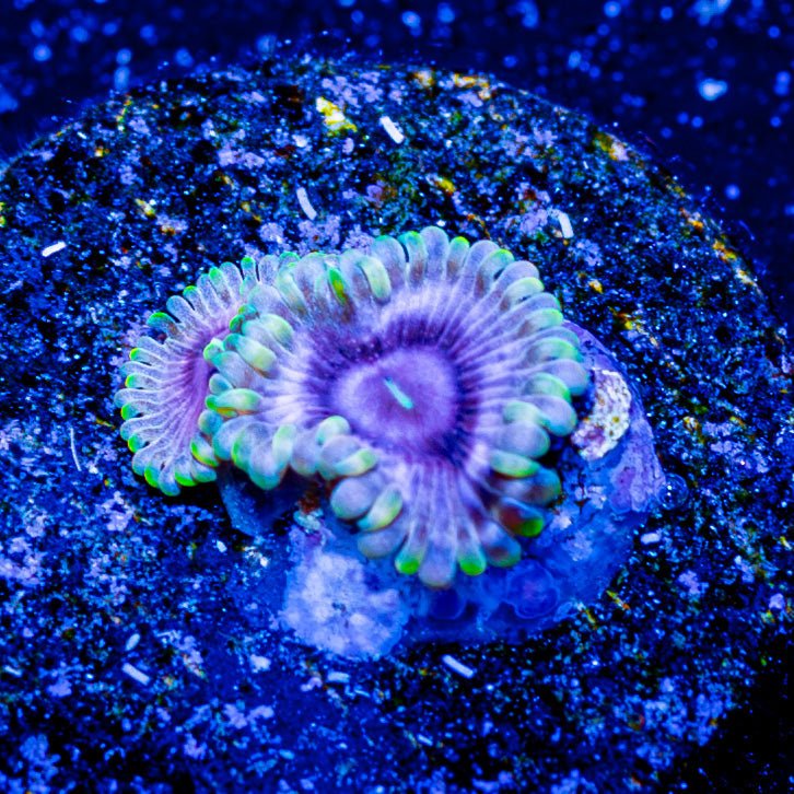 Majin Boo Zoanthid - riptide aquaculture llc