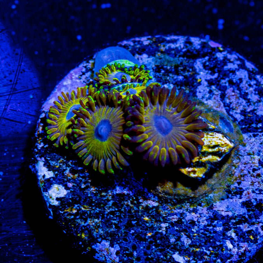 LA Laker Zoanthid - riptide aquaculture llc