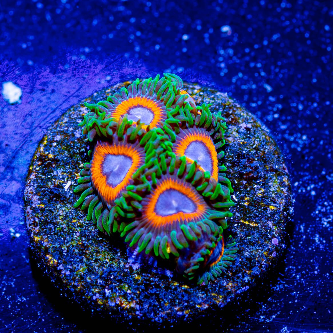 JF Fairy Tales Zoanthid - riptide aquaculture llc