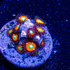 Taki Zoanthid - riptide aquaculture llc