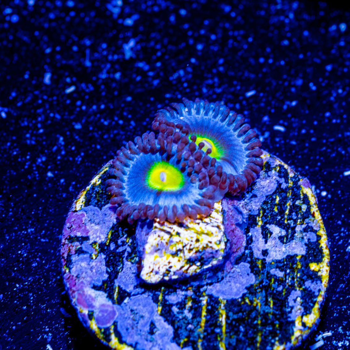 WWC Aoi Zoanthid - riptide aquaculture llc