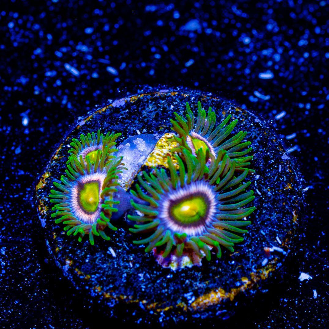 Laser Lemon Zoanthid - riptide aquaculture llc