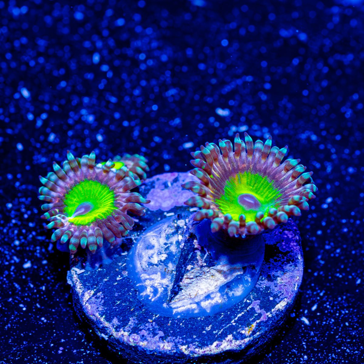 Chuckies Bride Zoanthid - riptide aquaculture llc