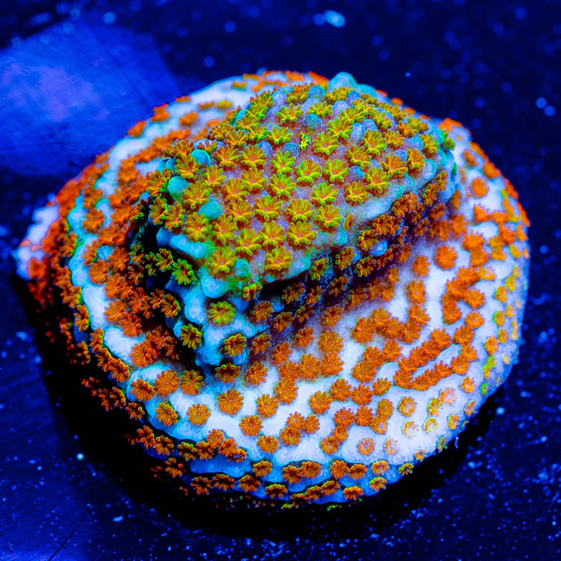 Fruity Pebbles Montipora - riptide aquaculture llc