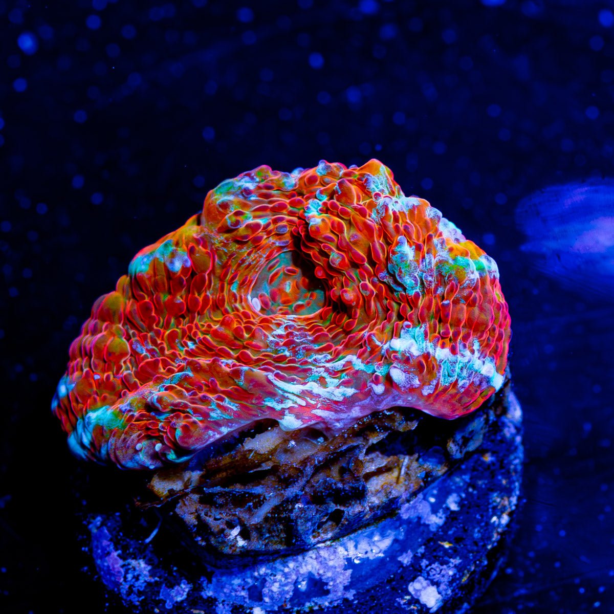 Lava Flow Chalice - riptide aquaculture llc