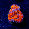 Acan / Micromussa - riptide aquaculture llc