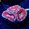 Acan / Micromussa - riptide aquaculture llc