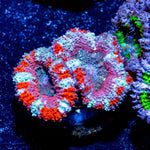 Acan / Micromussa - riptide aquaculture llc