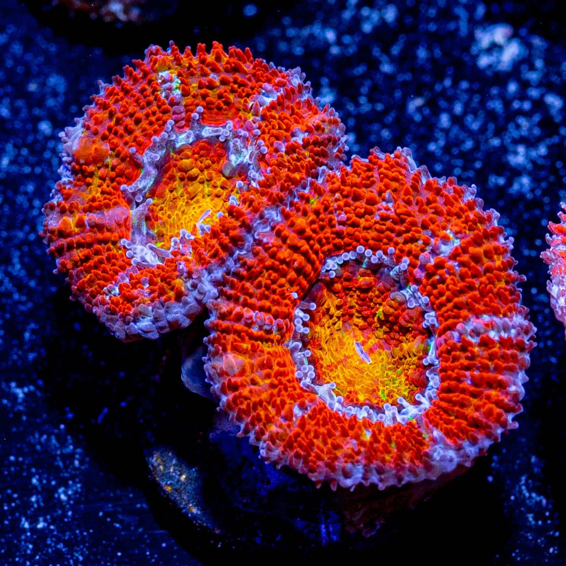 Acan / Micromussa - riptide aquaculture llc