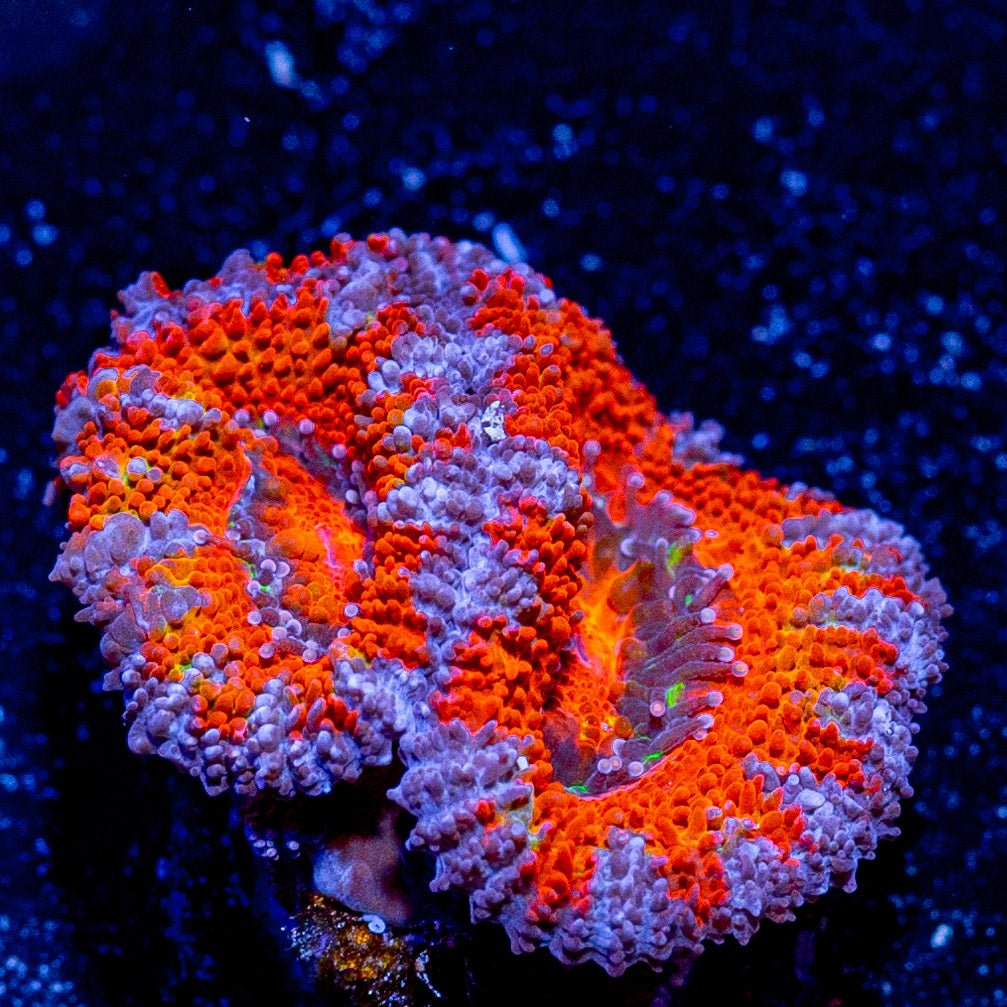 Acan / Micromussa - riptide aquaculture llc