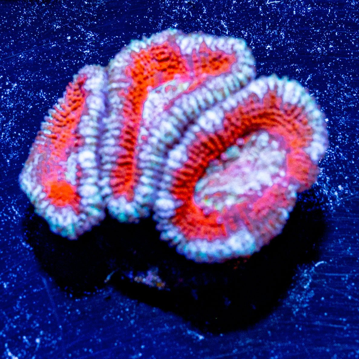 Acan / Micromussa - riptide aquaculture llc