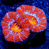 Acan / Micromussa - riptide aquaculture llc