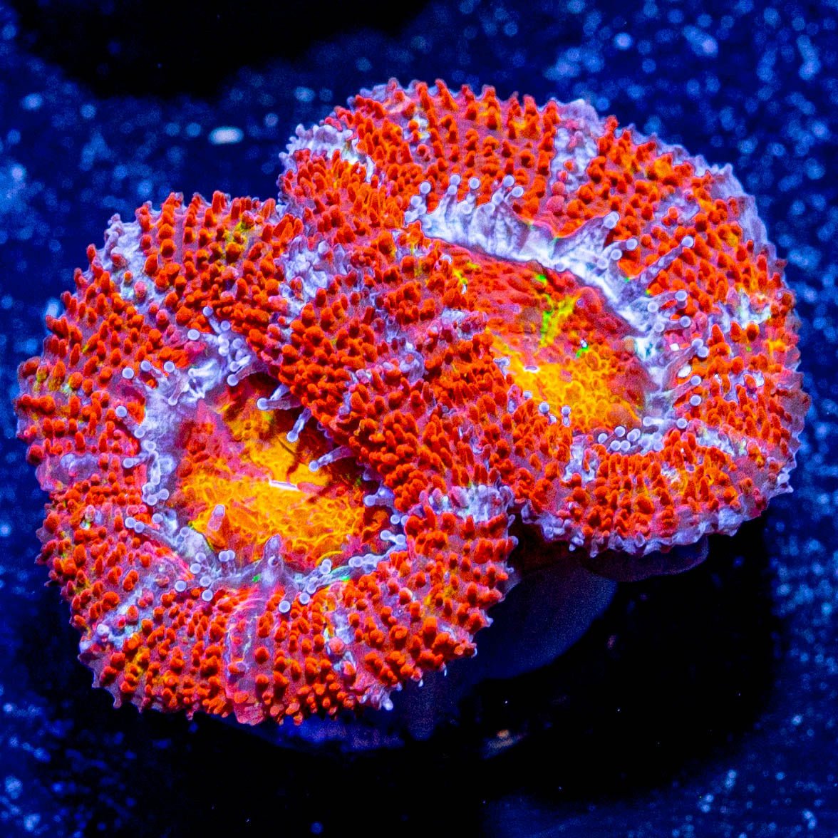 Acan / Micromussa - riptide aquaculture llc