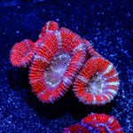 Acan / Micromussa - riptide aquaculture llc