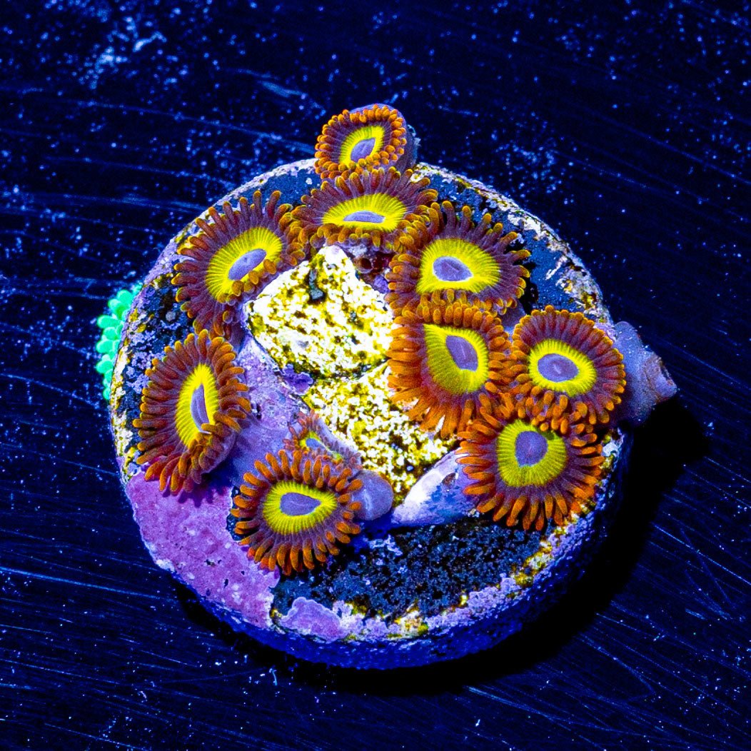 Fruit Loops Zoanthid - riptide aquaculture llc