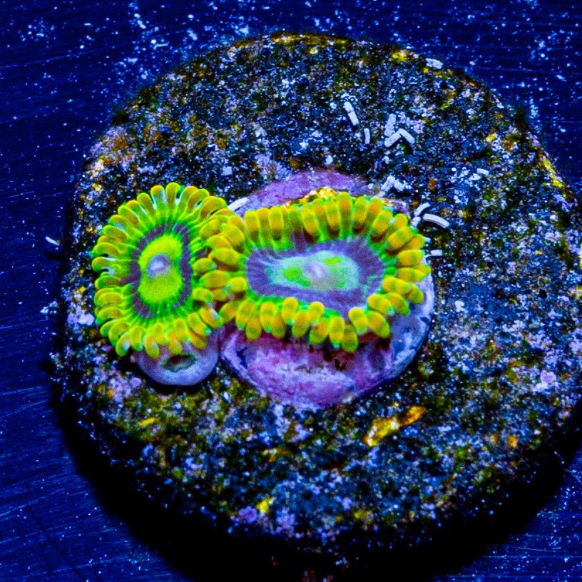 Rainbow Yoda Zoanthid - riptide aquaculture llc