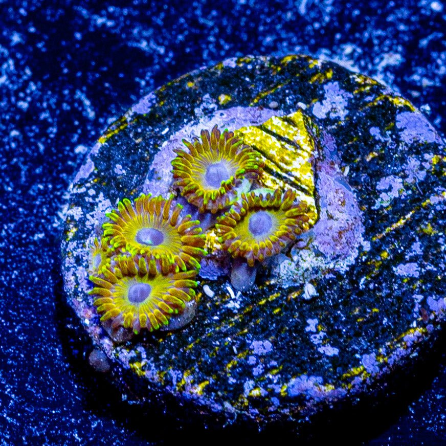 Pikachu Zoanthid - riptide aquaculture llc