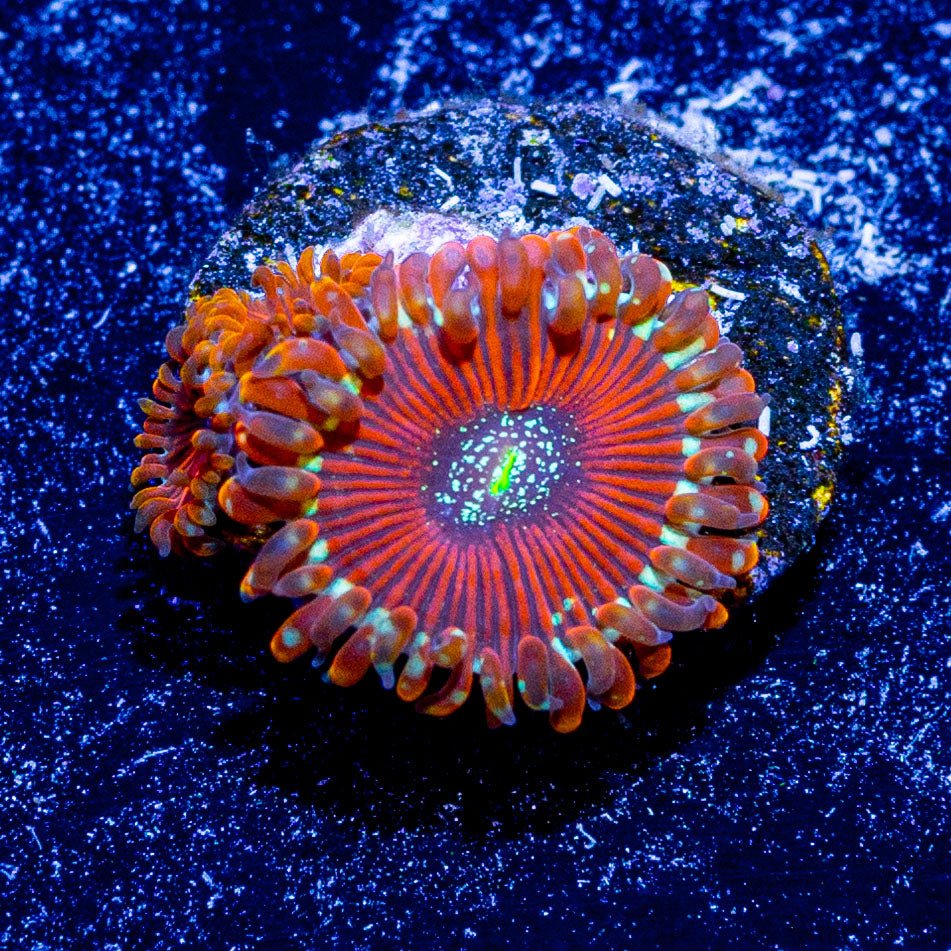 Magician Zoanthid - riptide aquaculture llc