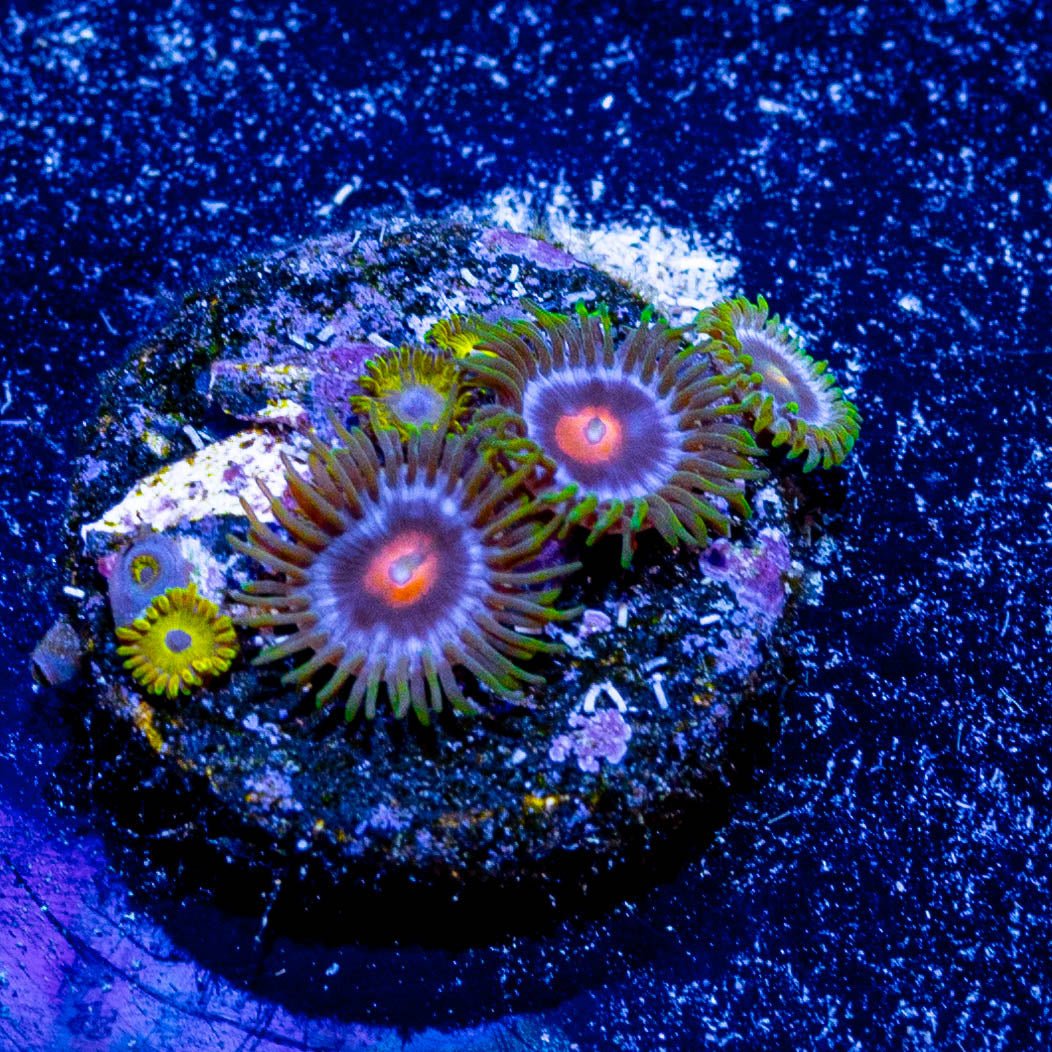 Blue Jay Zoanthid - riptide aquaculture llc