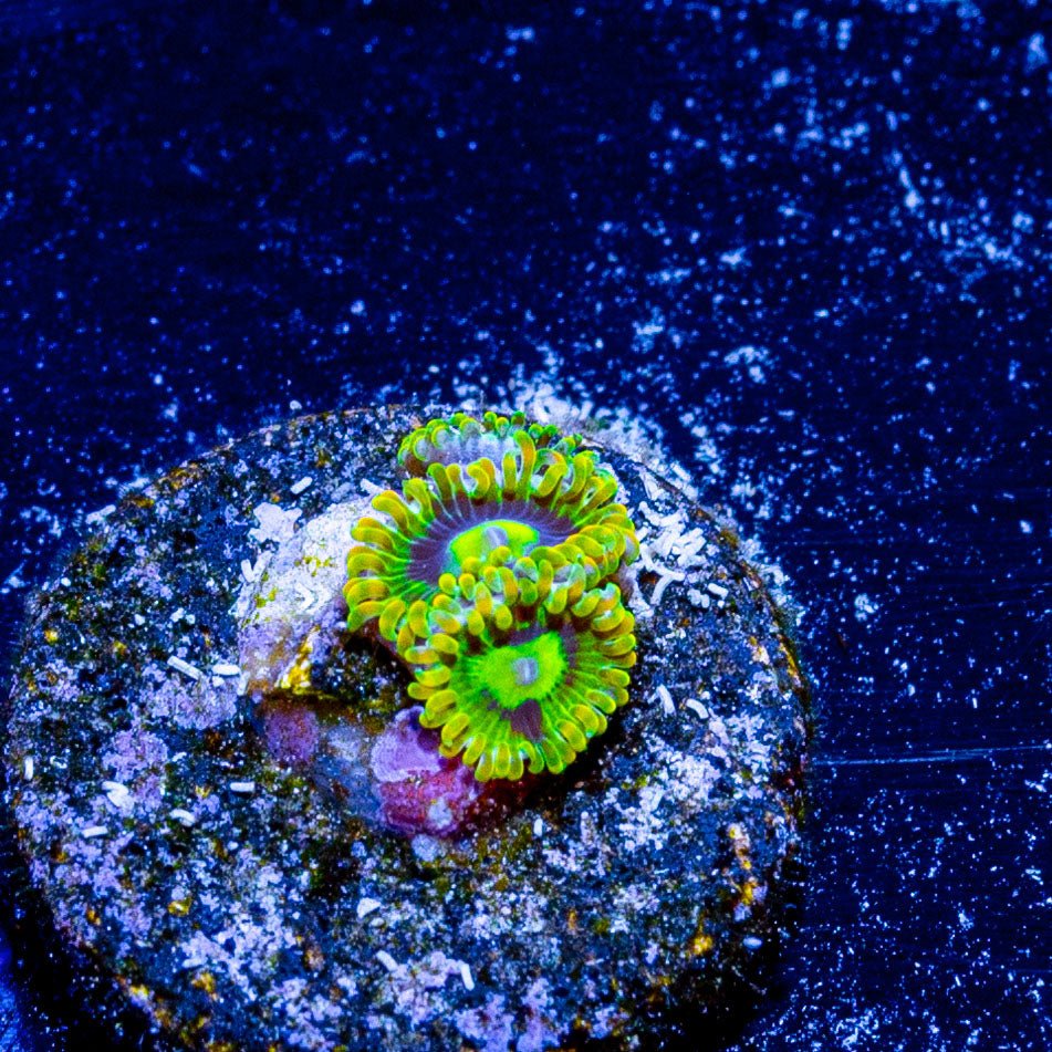 Rainbow Yoda Zoanthid - riptide aquaculture llc