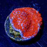 Superman Montipora - riptide aquaculture llc