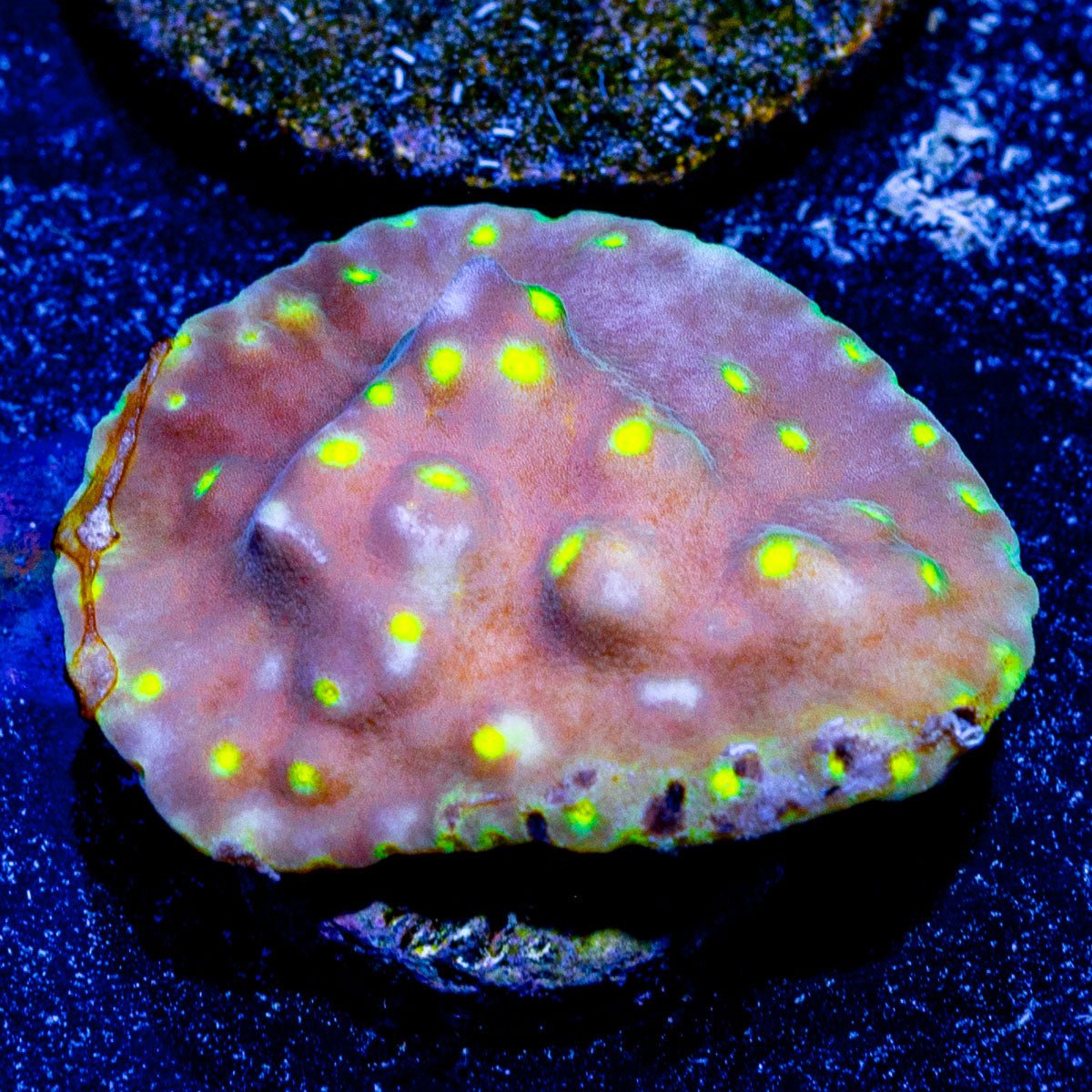 Scroll coral - riptide aquaculture llc