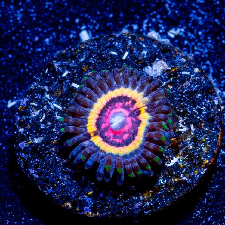 Valkyrie Zoanthid - riptide aquaculture llc