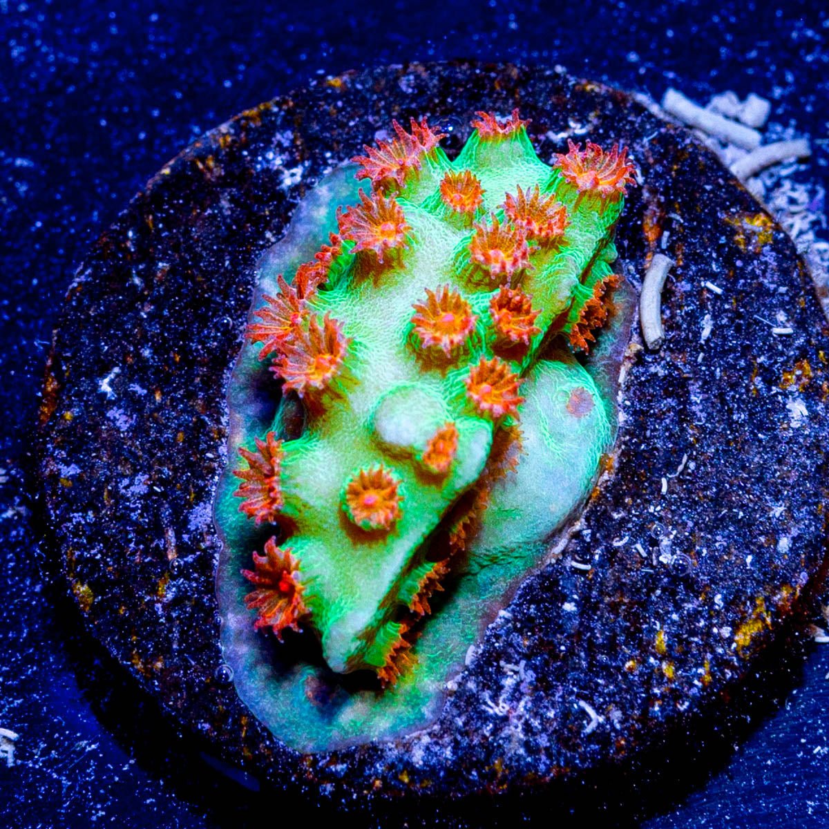 Meteor Shower Cyphastrea - riptide aquaculture llc