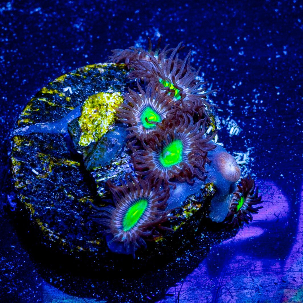 Laser Beam Zoanthid - riptide aquaculture llc