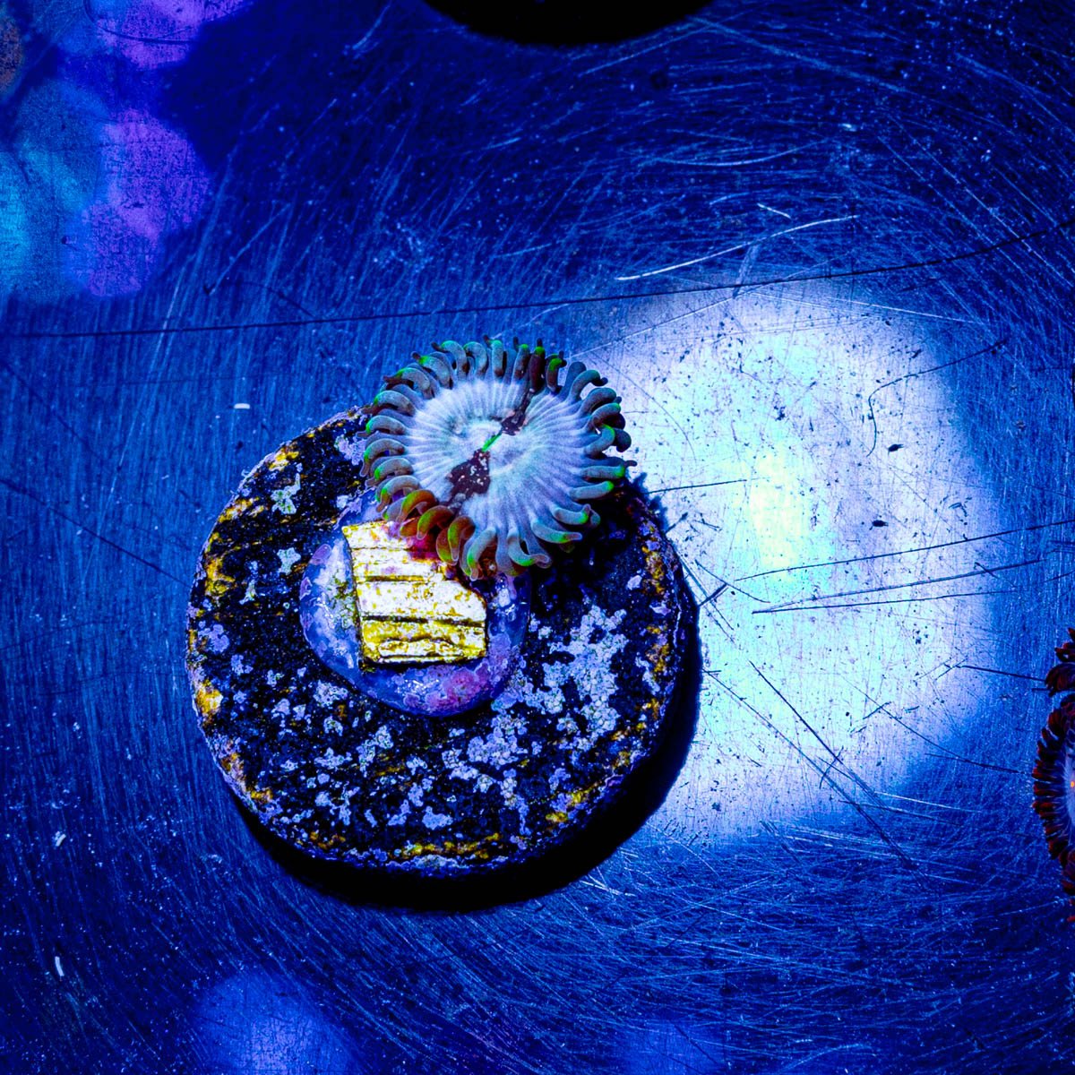 Milky Way Zoanthid - riptide aquaculture llc