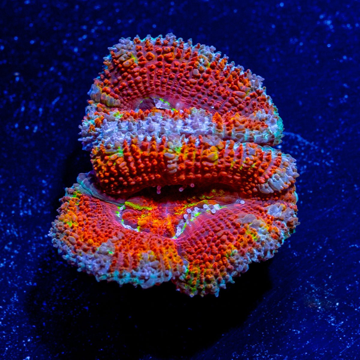 Acan / Micromussa - riptide aquaculture llc