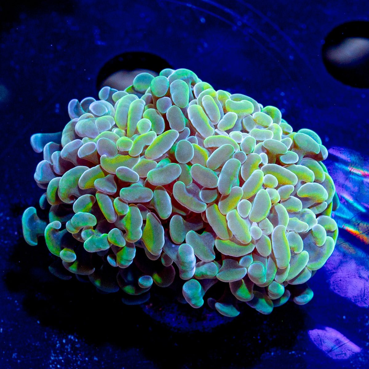 Rainbow Hammer - riptide aquaculture llc