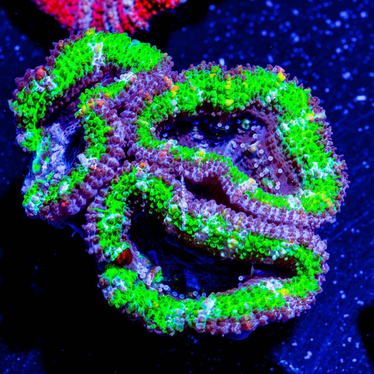 Acan micromussa - riptide aquaculture llc