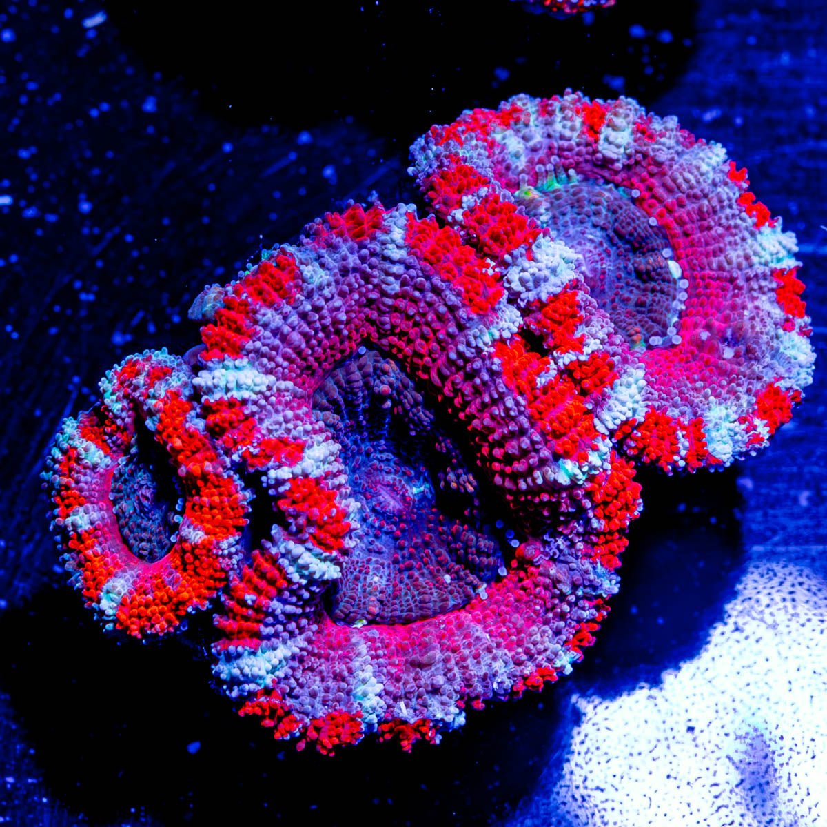 Acan micromussa - riptide aquaculture llc