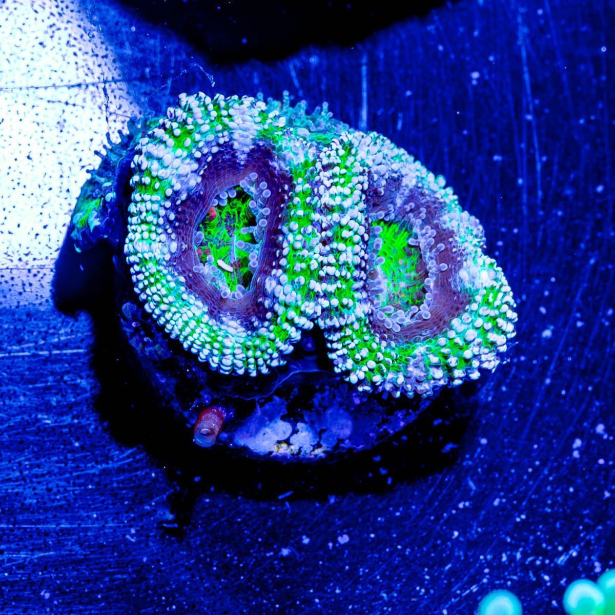 Acan micromussa - riptide aquaculture llc