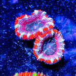 Acan micromussa - riptide aquaculture llc