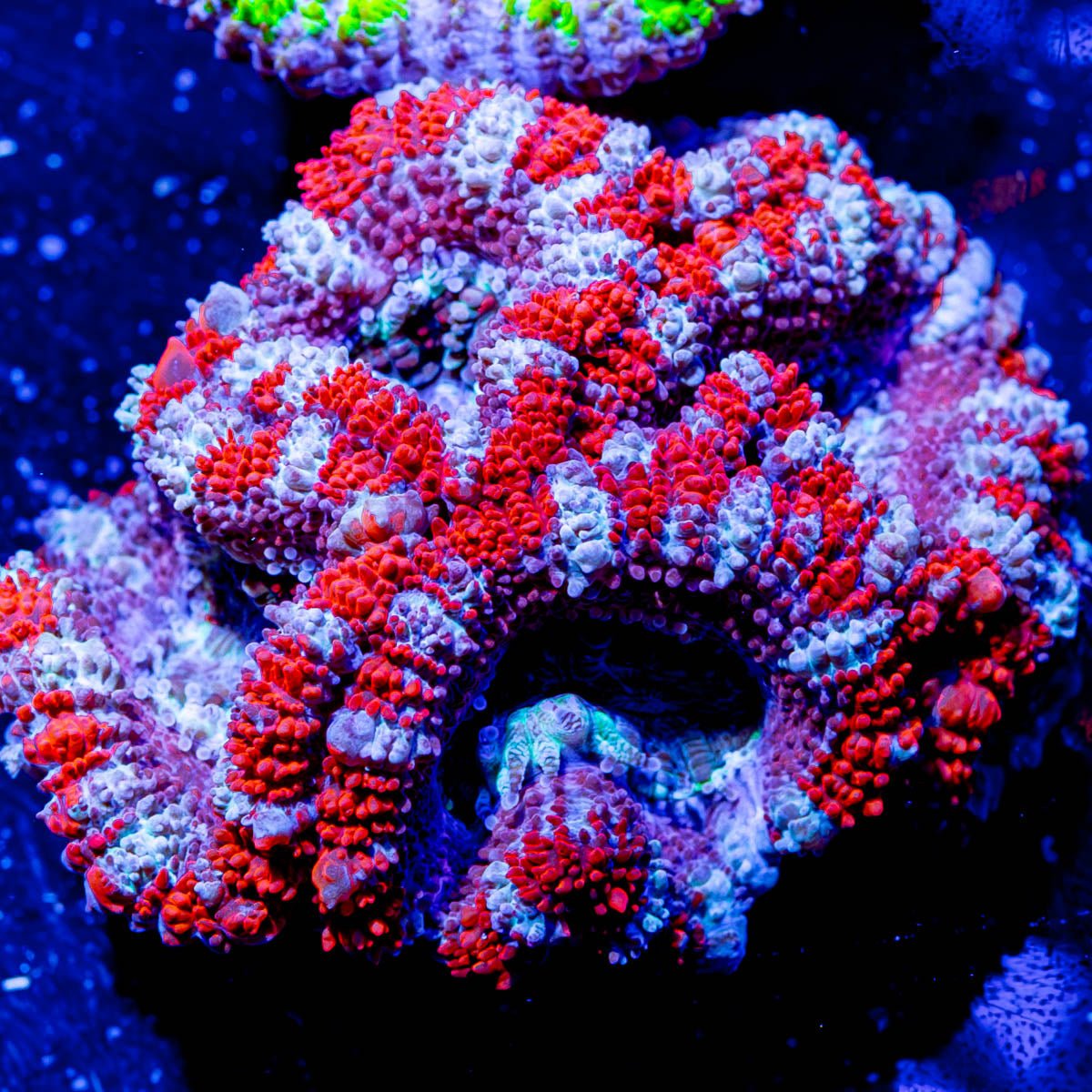 Acan micromussa - riptide aquaculture llc