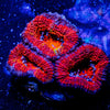 Acan micromussa - riptide aquaculture llc