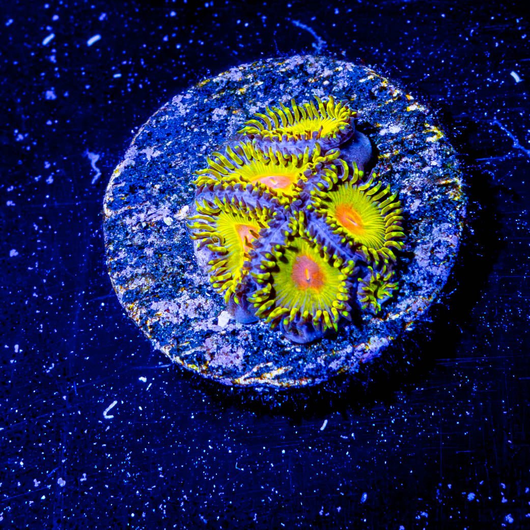 WWC Golden Gods Zoanthid - riptide aquaculture llc