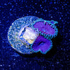 Purple Death Paly - riptide aquaculture llc